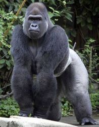 gorilla2.jpg